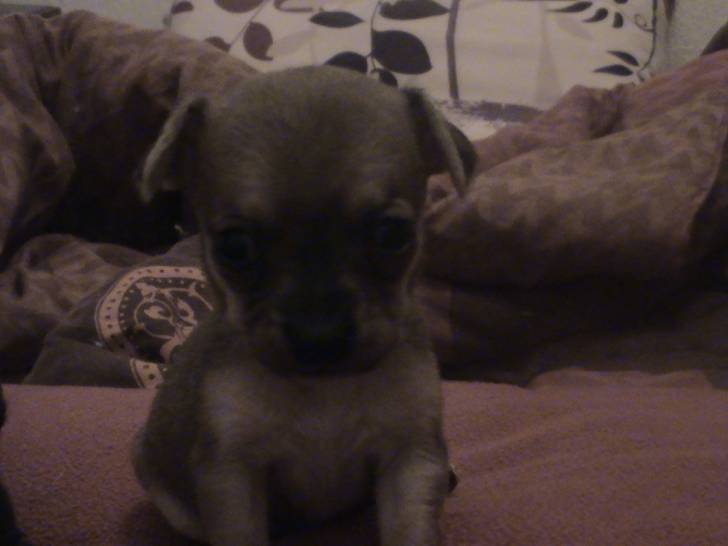 hermes - Chihuahua (3 mois)