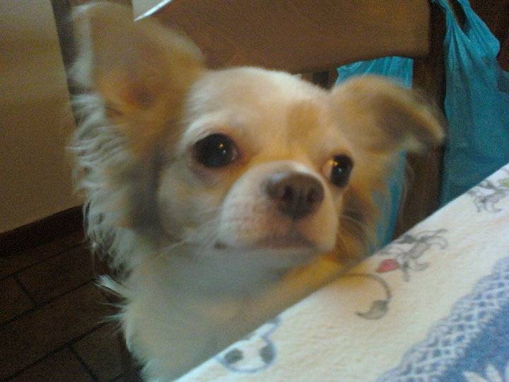 Charlie - Chihuahua Mâle (8 ans)