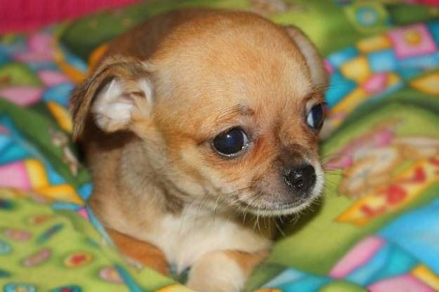 Laila - Chihuahua (1 an)