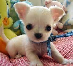 Bell - Chihuahua (5 mois)