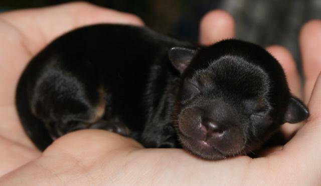 Emmett at 1 day - Chihuahua Mâle