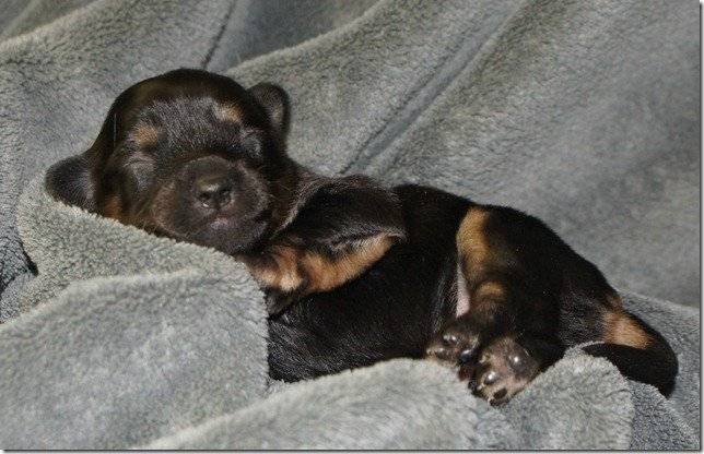 Emmett at 2 weeks - Chihuahua Mâle