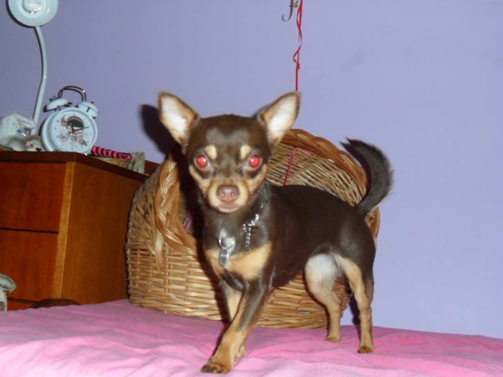 Cleopatra (Cleo) - Chihuahua (2 ans)