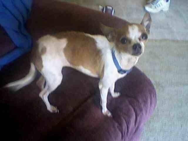 Chi - Chihuahua (9 ans)