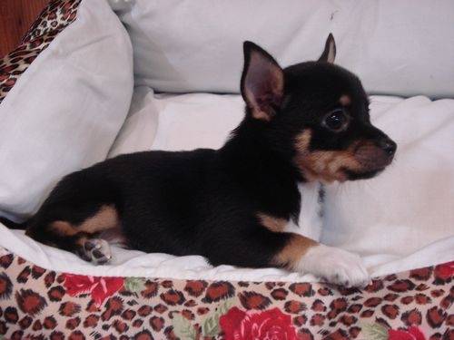 moka - Chihuahua Mâle (2 mois)