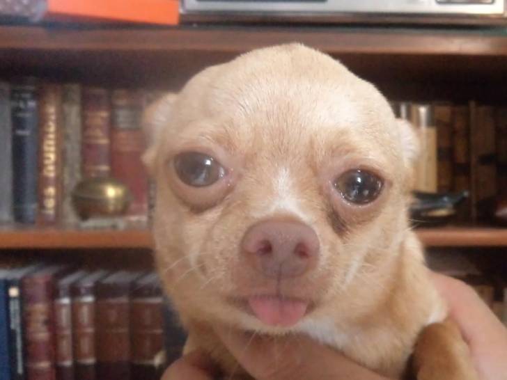 Fiona - Chihuahua (2 ans)