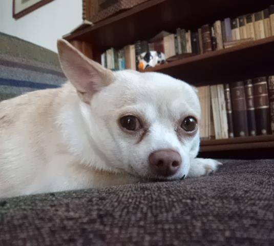 Ibis - Chihuahua (7 ans)