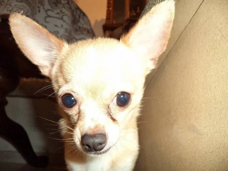 Mona Lisa - Chihuahua (2 ans)