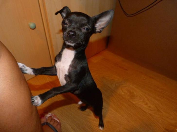 elvis - Chihuahua Mâle (4 mois)