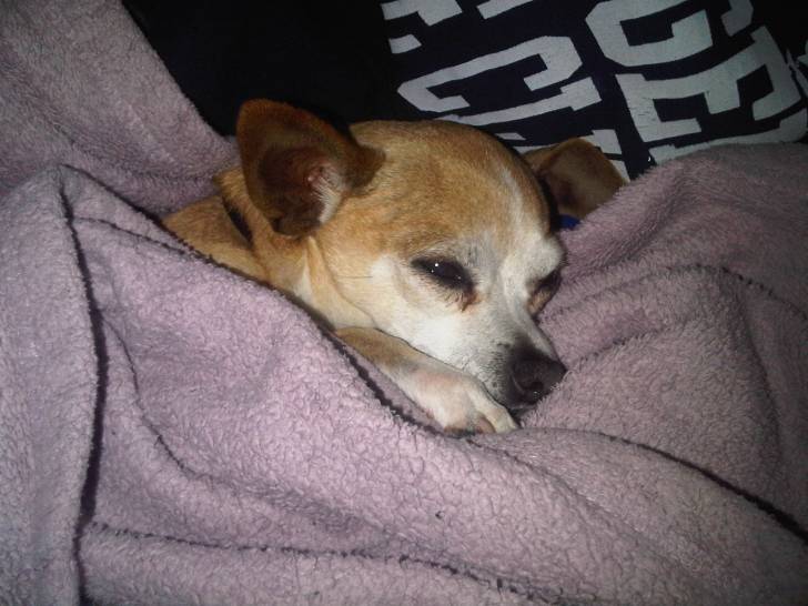 Houston - Chihuahua Mâle (7 ans)