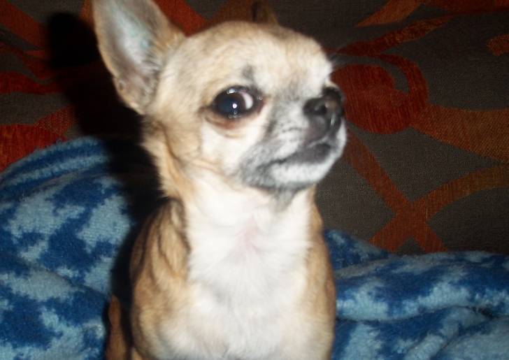 lasy - Chihuahua (4 ans)