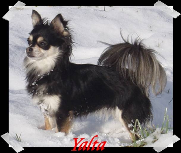 Yalta - Chihuahua (10 ans)