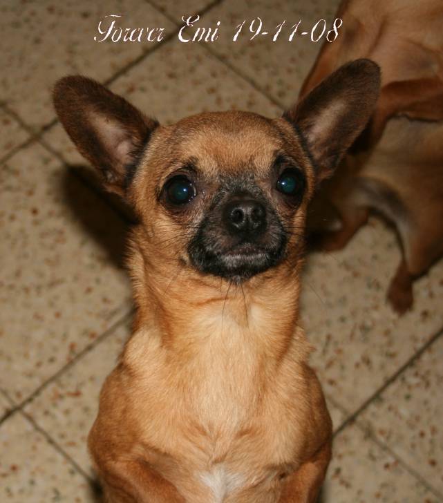 Forever Emi Souvenir Cheyenne - Chihuahua Mâle (4 ans)