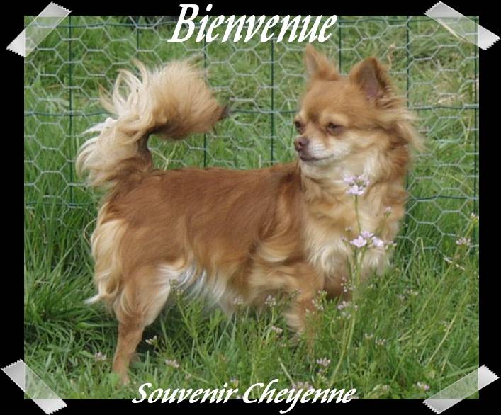 Bienvenue Souvenir Cheyenne - Chihuahua (8 ans)