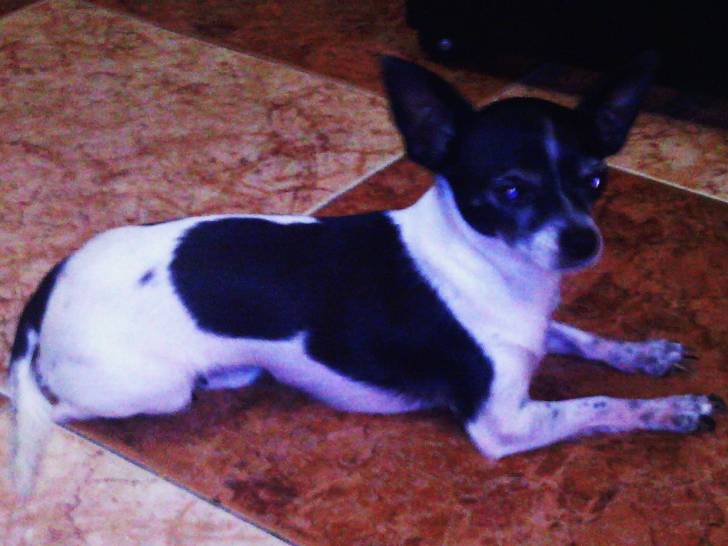 Runy - Chihuahua Mâle (4 ans)