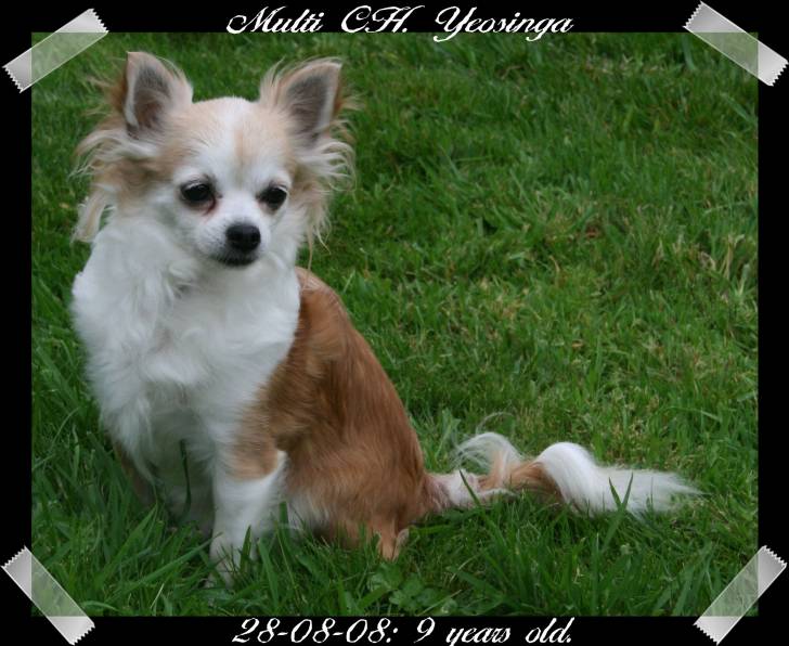Multi CH. Yeosinga - Chihuahua (10 ans)