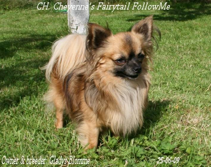CH. Follow Me - Chihuahua Mâle (3 ans)