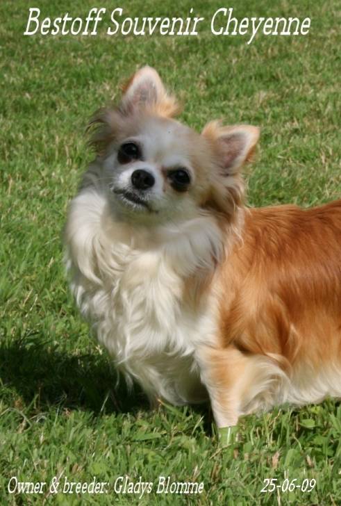 Bestoff Souvenir Cheyenne - Chihuahua (8 ans)