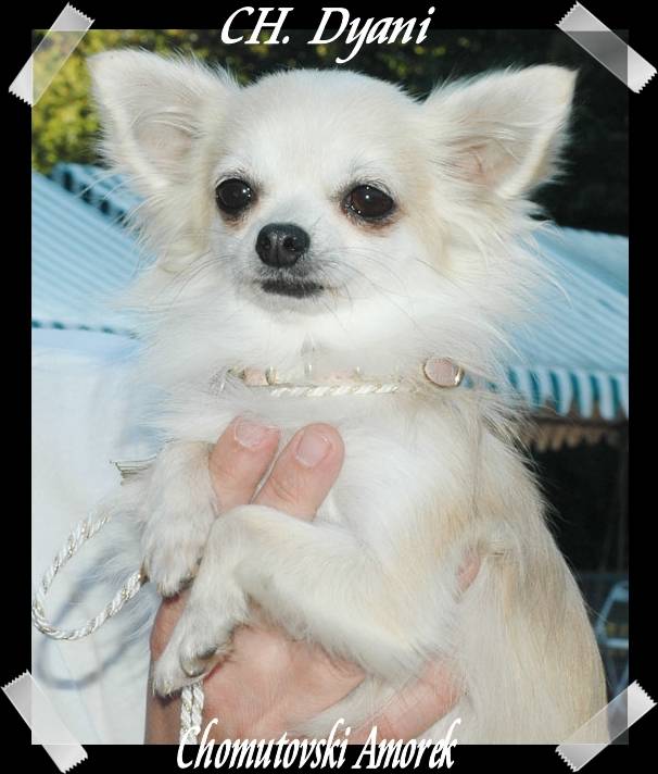 Multi CH. Dyani Chomutovski Amorek - Chihuahua (6 ans)