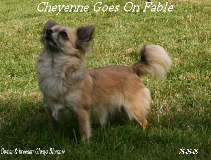 Fable - Chihuahua (4 ans)