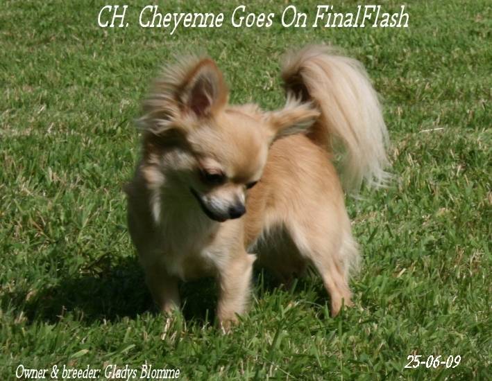 CH. Final Flash - Chihuahua (3 ans)