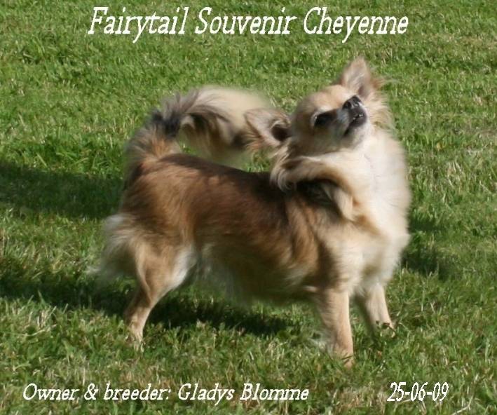 Fairytail Souvenir Cheyenne - Chihuahua (4 ans)
