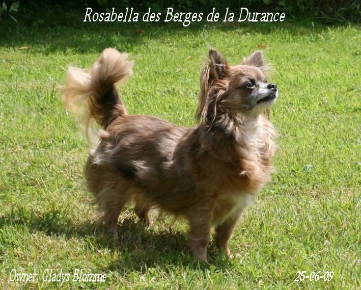 Rosabella - Chihuahua (9 ans)
