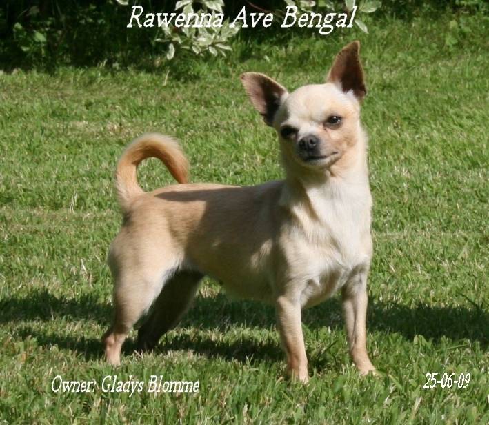 Rawenna Ave Bengal - Chihuahua (5 ans)
