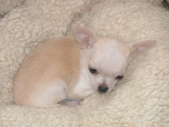 chloe - Chihuahua (2 mois)