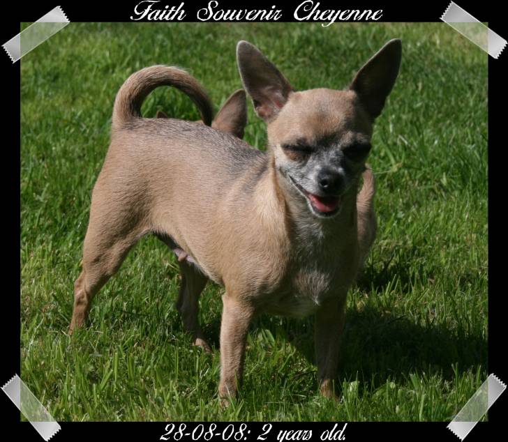 Faith Souvenir Cheyenne - Chihuahua (4 ans)