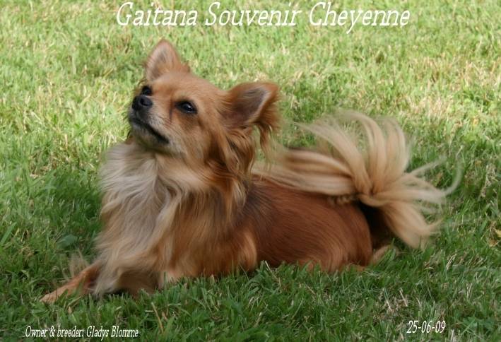 Gaitana Souvenir Cheyenne - Chihuahua (2 ans)