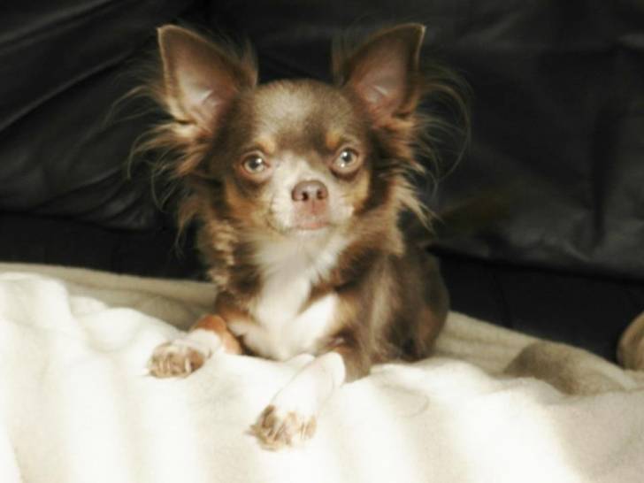 Je t'aime - Chihuahua (2 ans)