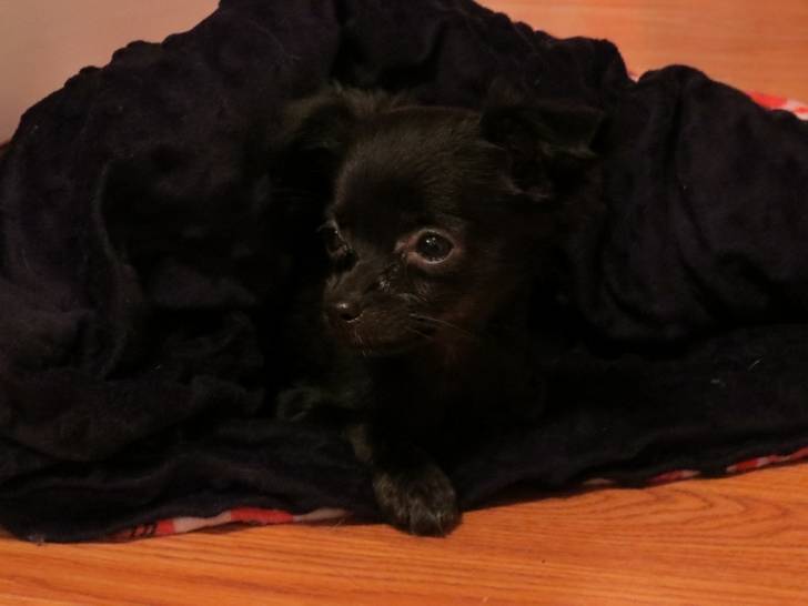 Suki - Chihuahua (2 mois)
