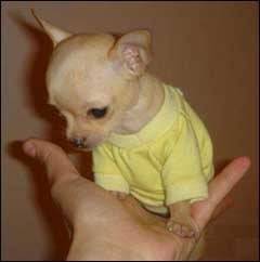 milka - Chihuahua Mâle (8 mois)