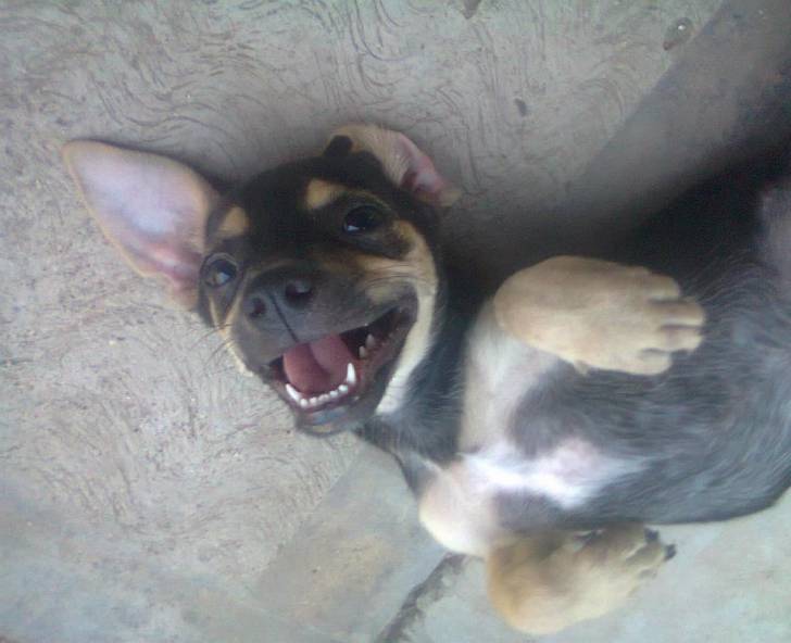 Negrita - Chihuahua (6 mois)