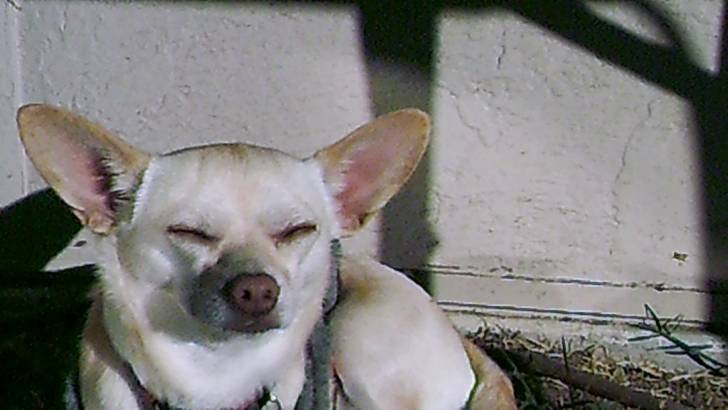 Mouse - Chihuahua Mâle (2 ans)