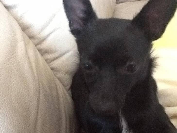 chocolat - Chihuahua Mâle (9 mois)
