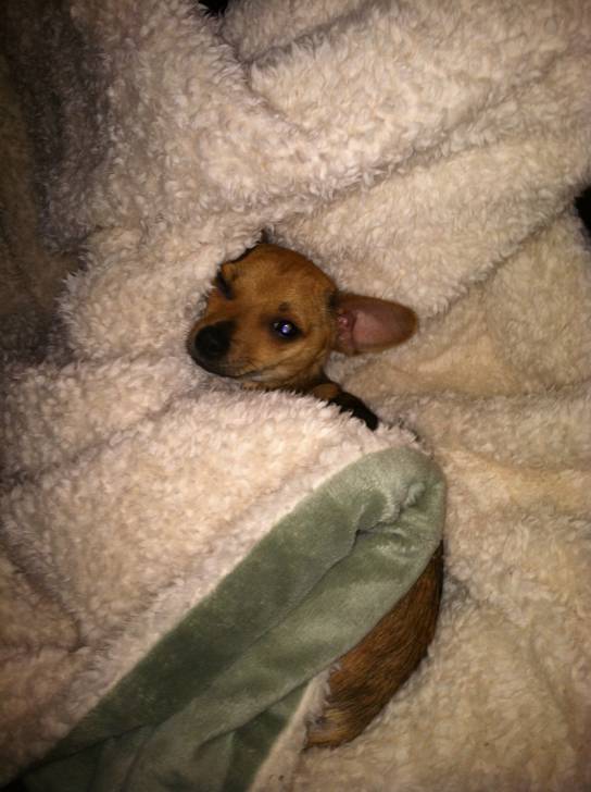 Peanut - Chihuahua Mâle (1 an)