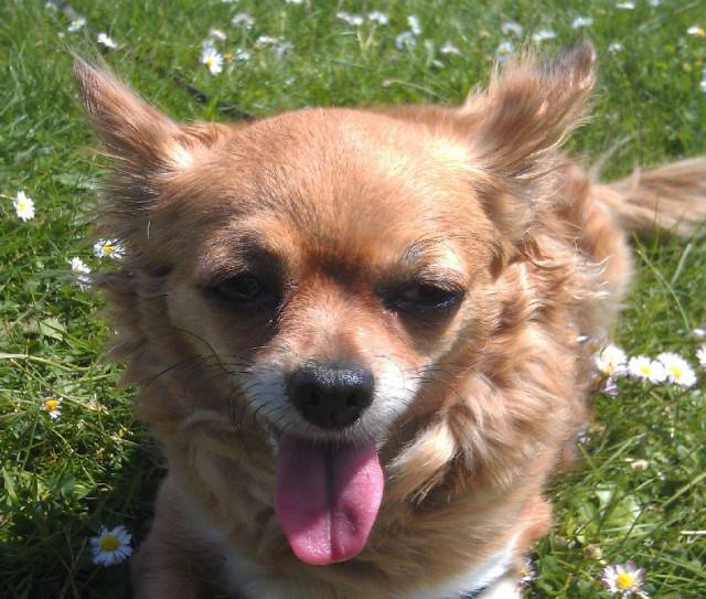 Mitsou - Chihuahua (5 ans)