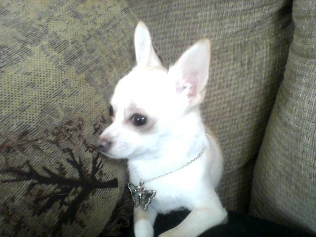 Lilly-Belle - Chihuahua (6 mois)