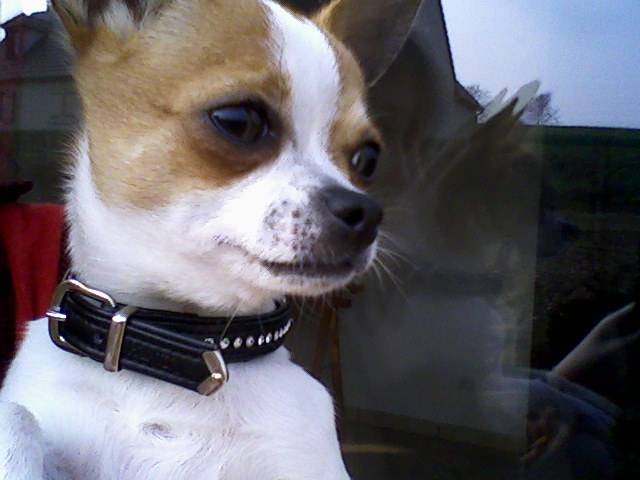 cookie - Chihuahua Mâle