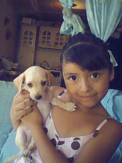 Canelo - Chihuahua Mâle (8 mois)