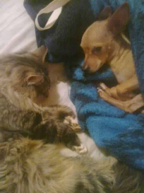 Chikis y patricio - Chihuahua (5 ans)