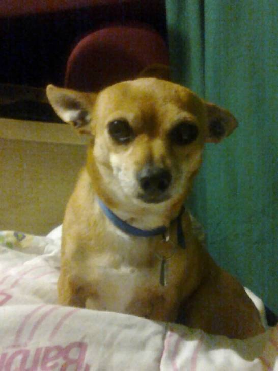 Sissy - Chihuahua (8 ans)