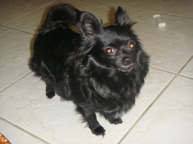 Starr - Chihuahua (4 ans)