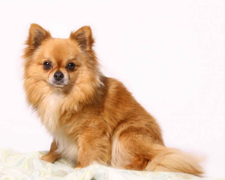 sultan (new chien d'un ami) - Chihuahua Mâle