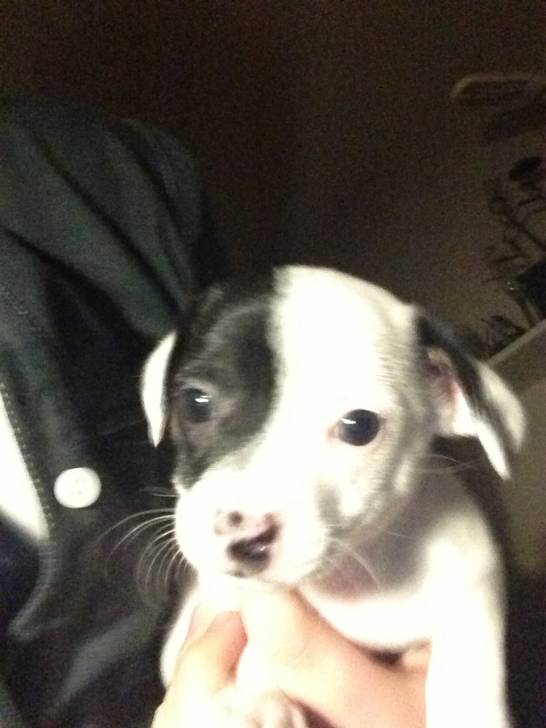 Max - Chihuahua Mâle (1 mois)