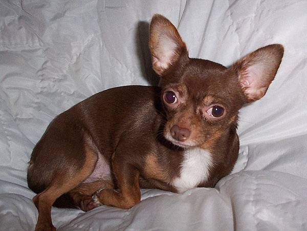 Nejer - Chihuahua