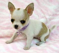 luna - Chihuahua (2 mois)