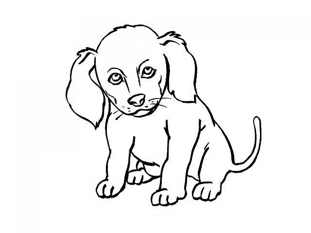 niiCk - Chihuahua (1 mois)